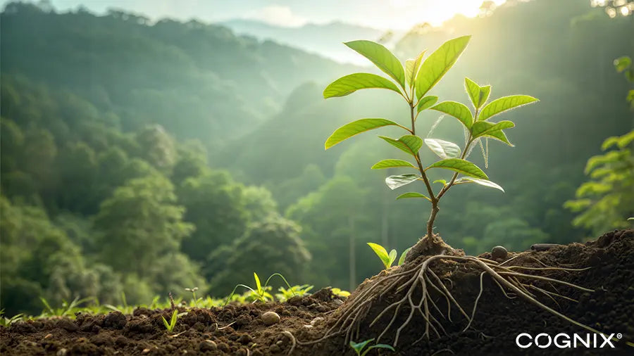 Ashwagandha plant, sunrise photo