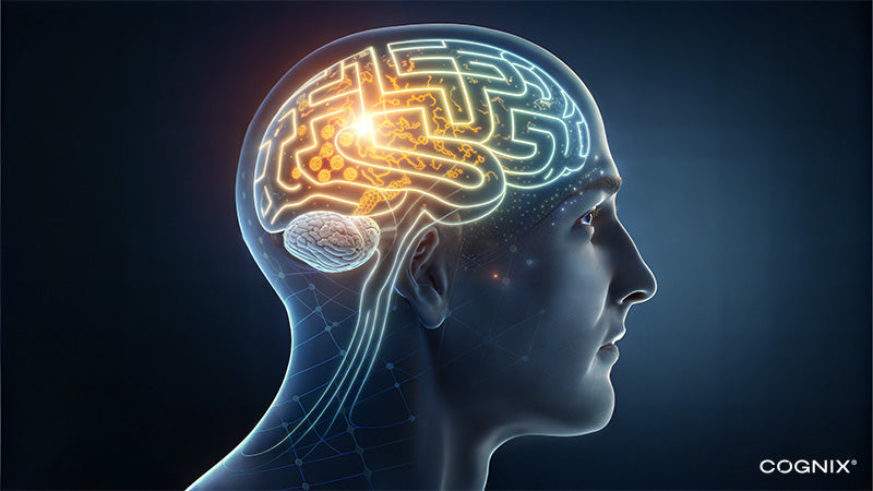 Human head with illuminated brain pathways